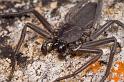 Hemicloea_ZZ420_D5786_Z_88_Mount Cooke_Australie